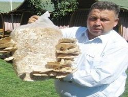 Mantarı havada asılı yetiştiriyor
