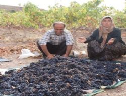 Çiftçi Kalecik Karası'nı kendisi işlemek istiyor