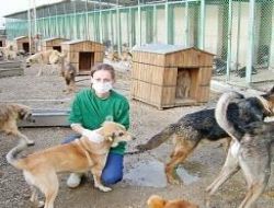 Köpekler tanker suyuyle serinliyor