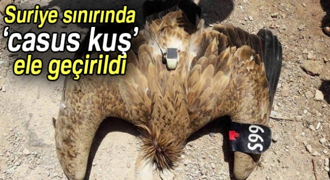 Suriye sınırında 'casus kuş' ele geçirildi